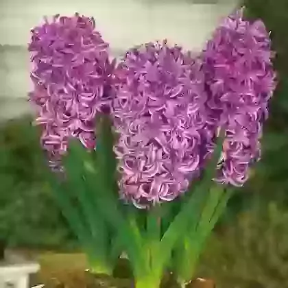 Purple Sensation